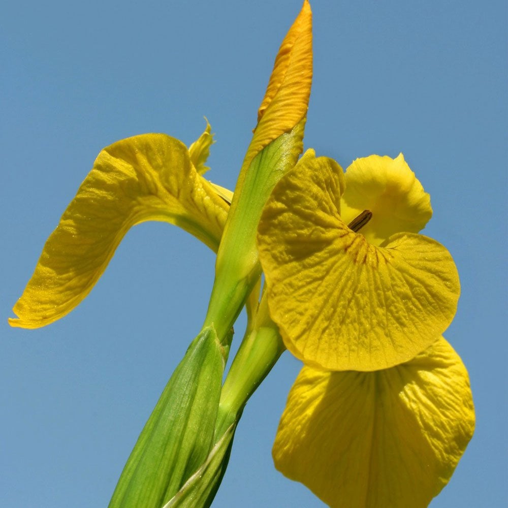 Iris Pseudacorus - Yellow Flag