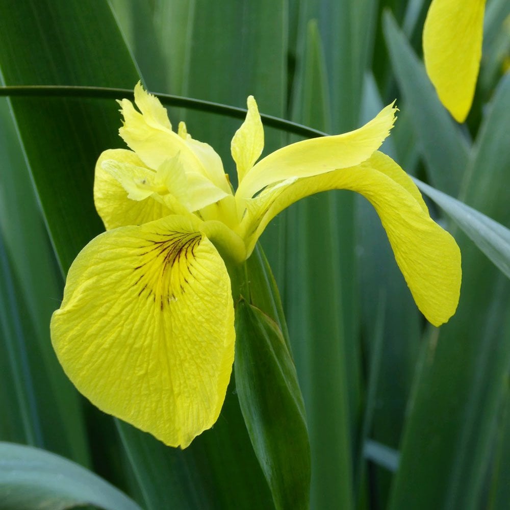 Iris Pseudacorus - Yellow Flag