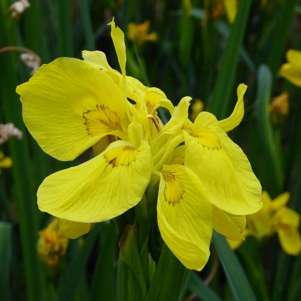 Iris Pseudacorus Flore Pleno - Double Yellow Flag