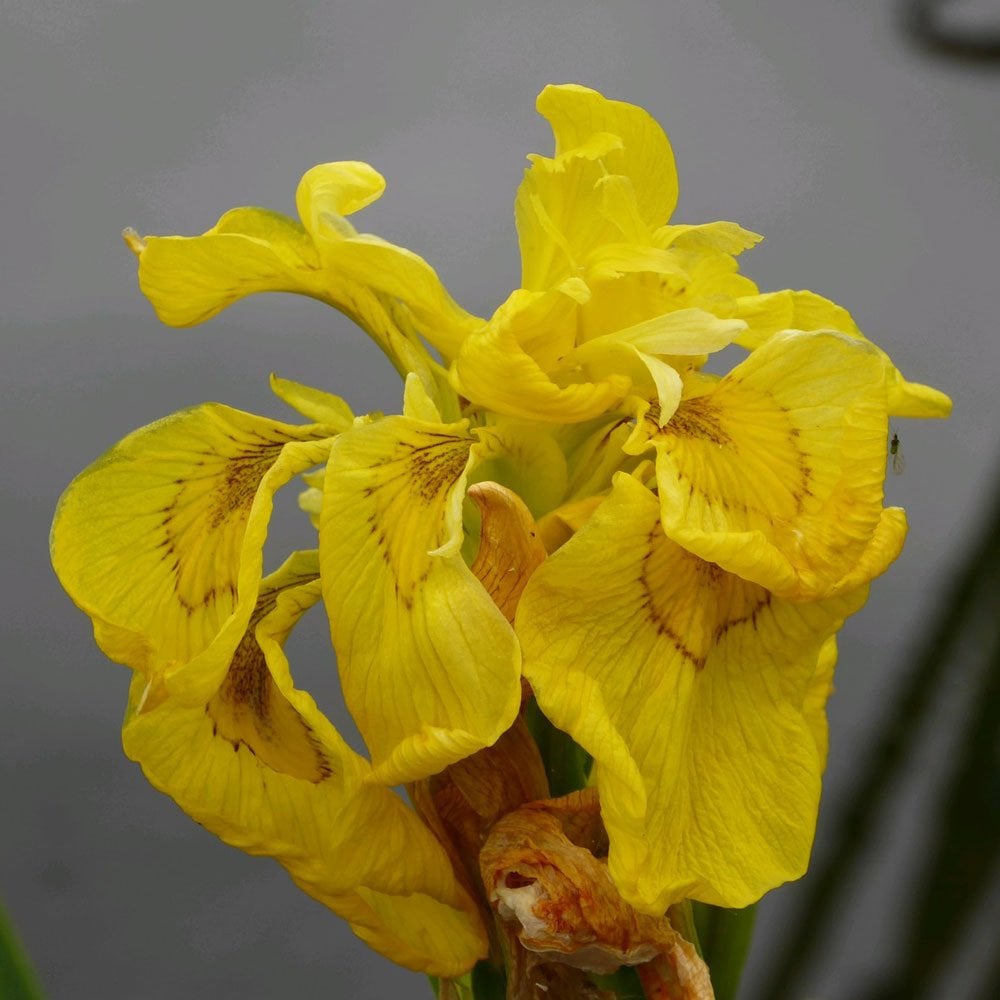 Iris Pseudacorus Flore Pleno - Double Yellow Flag