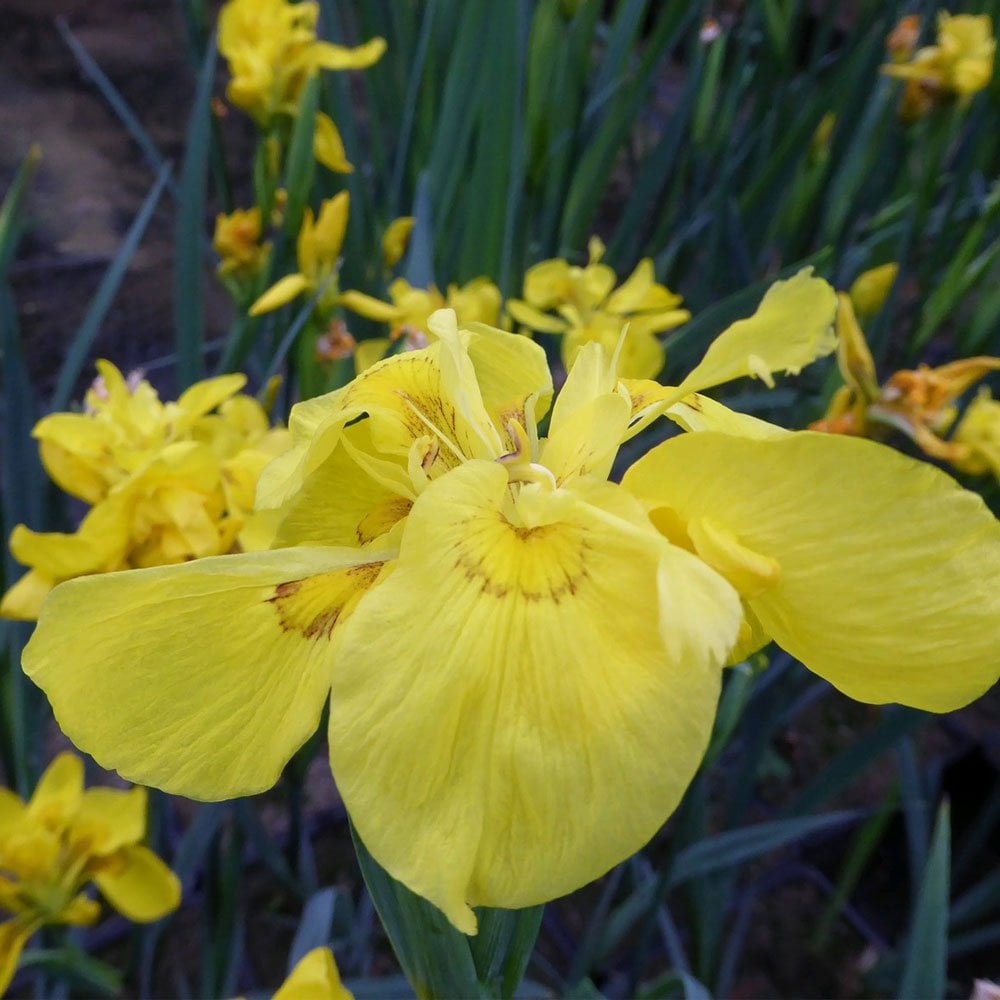 Iris Pseudacorus Flore Pleno - Double Yellow Flag