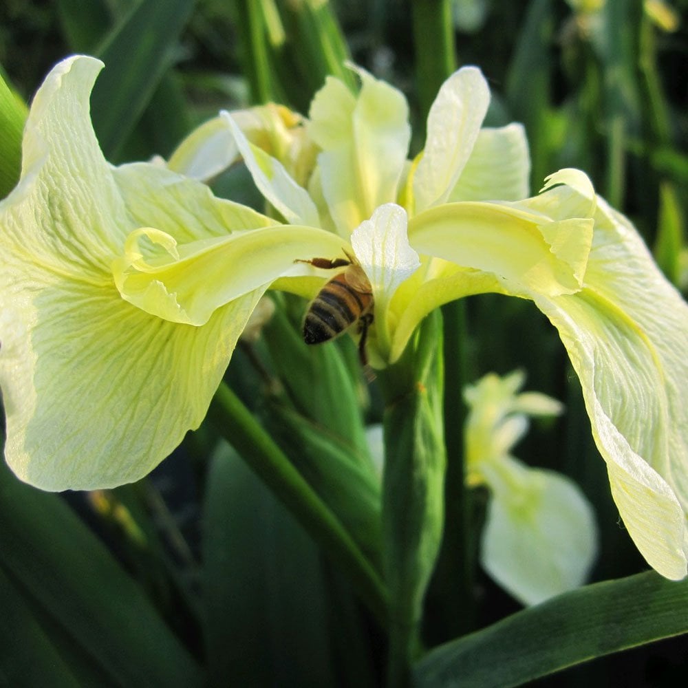 Iris Pseudacorus Bastardii