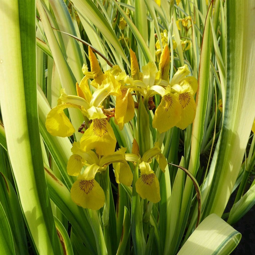 Iris Pseudacorus Variegata - Variegated Yellow Flag