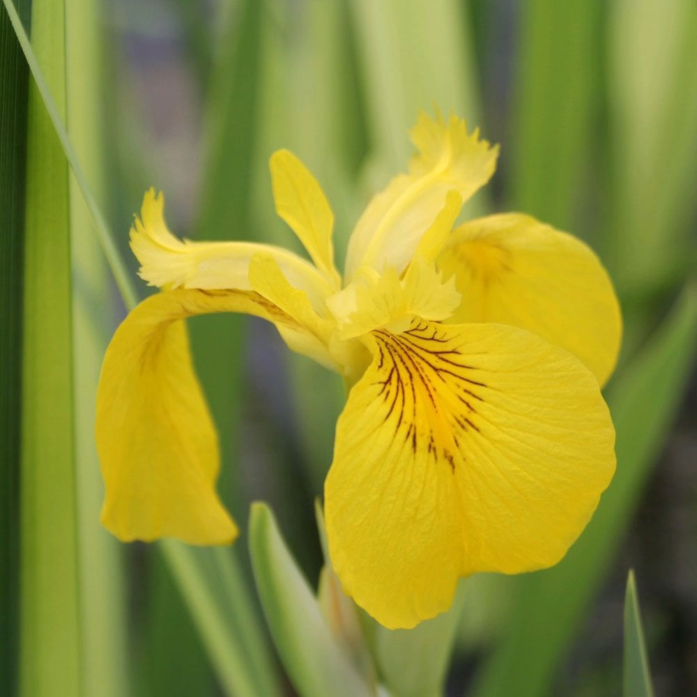 Iris Pseudacorus Variegata - Variegated Yellow Flag