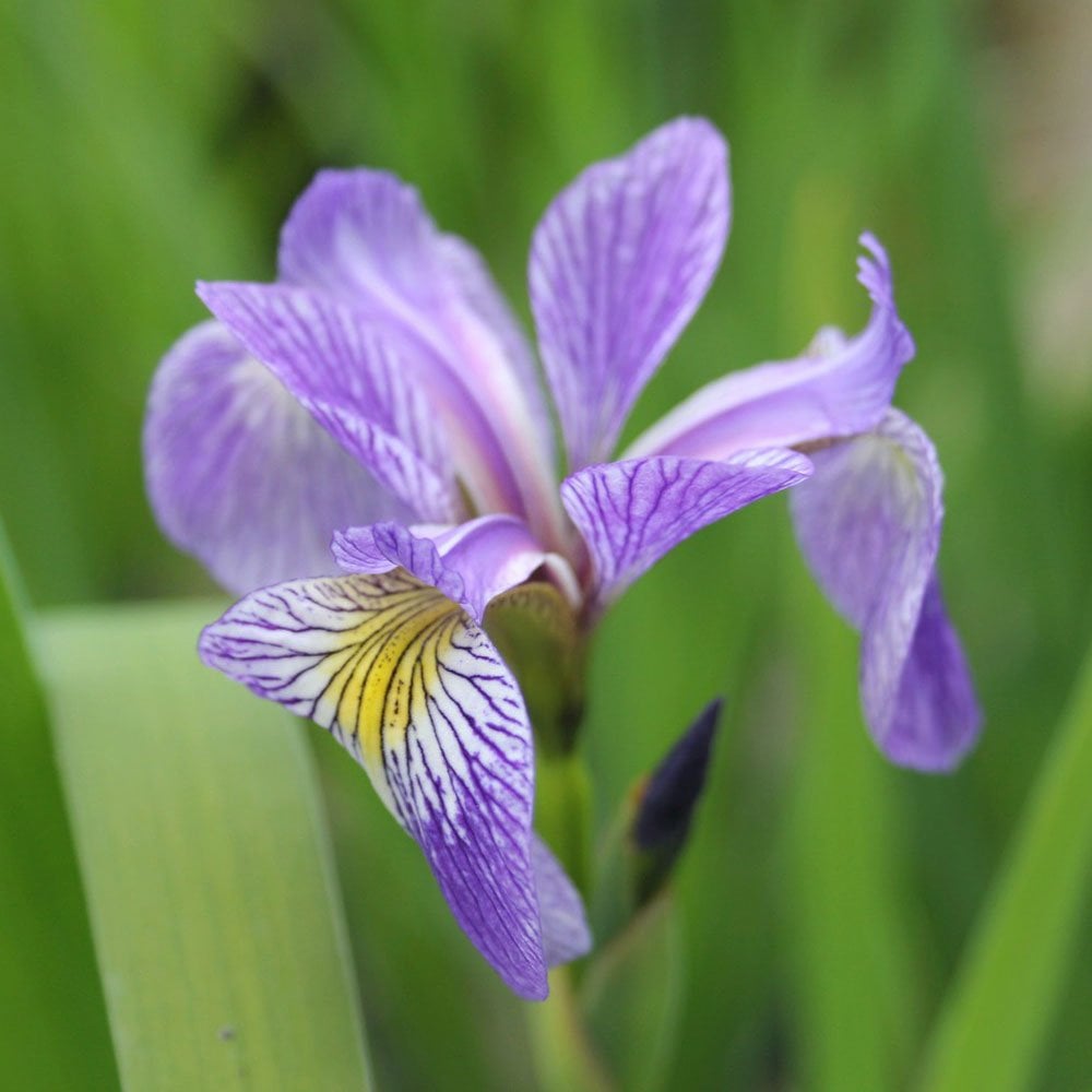 Iris Sibirica - Siberian Flag