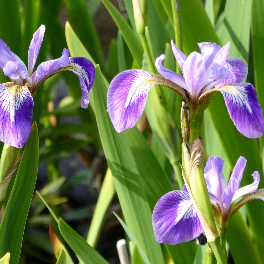 Iris Versicolor - Blue Flag