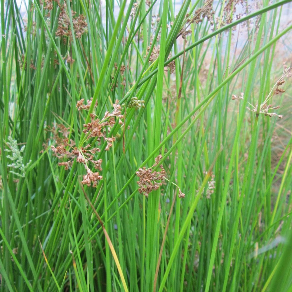 Juncus Effusus - Soft Rush