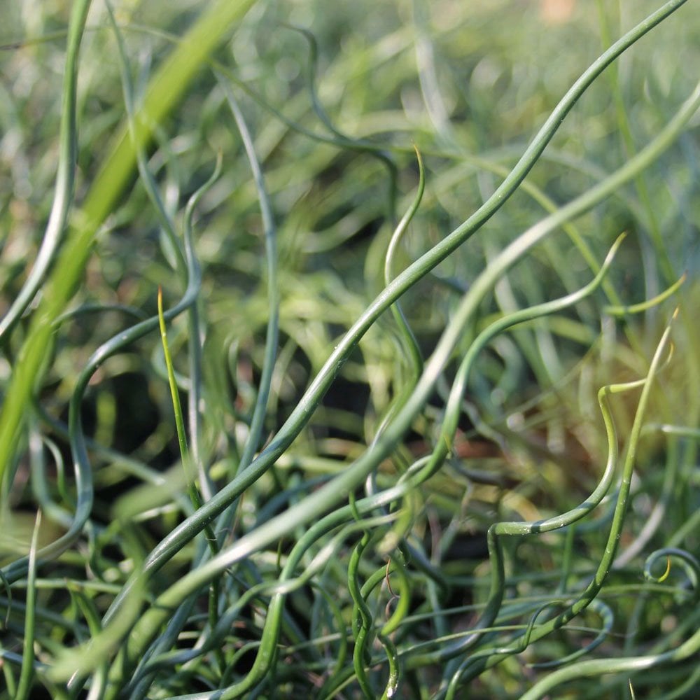 Juncus Effusus Spiralis - Corkscrew Rush