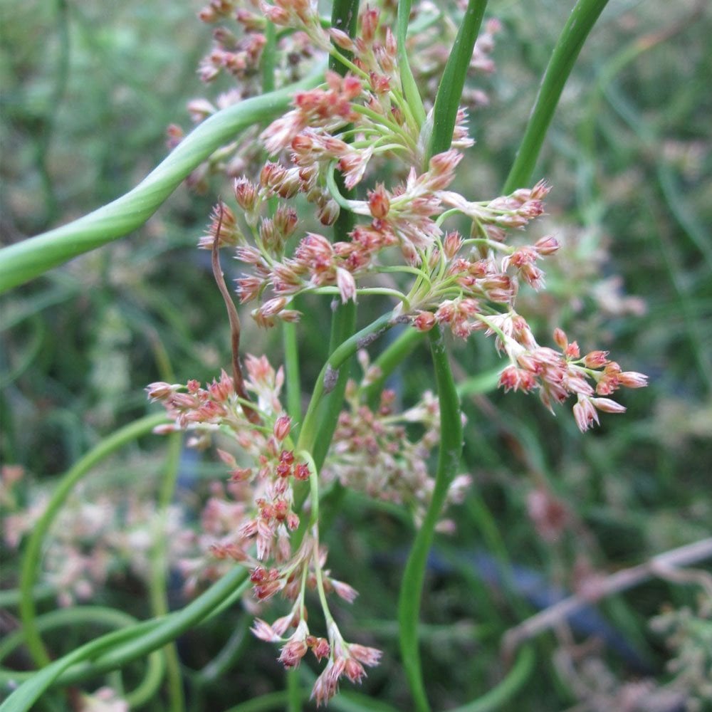 Juncus Effusus Spiralis - Corkscrew Rush