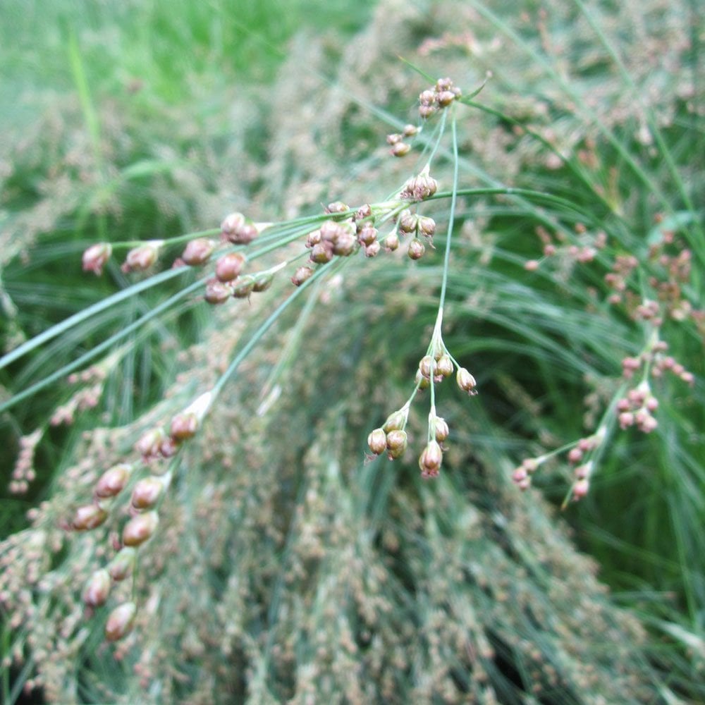 Juncus Maritimus - Sea Rush