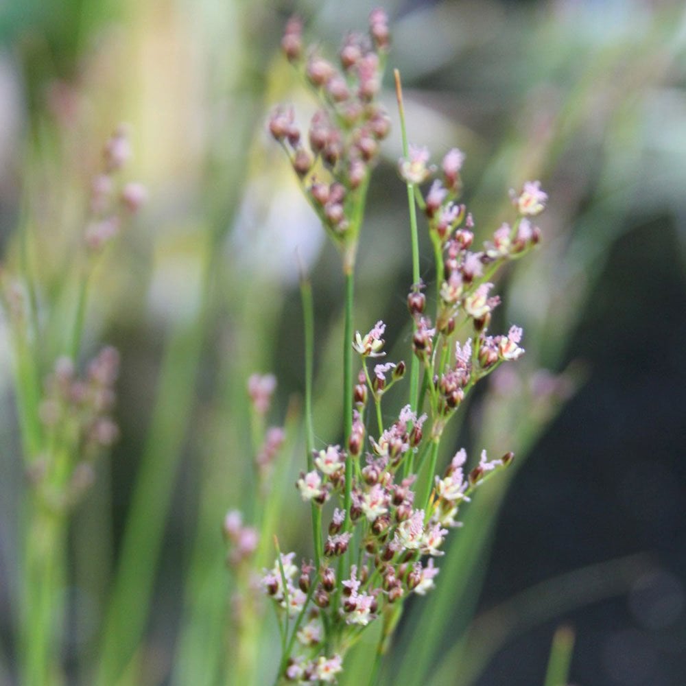 Juncus Maritimus - Sea Rush