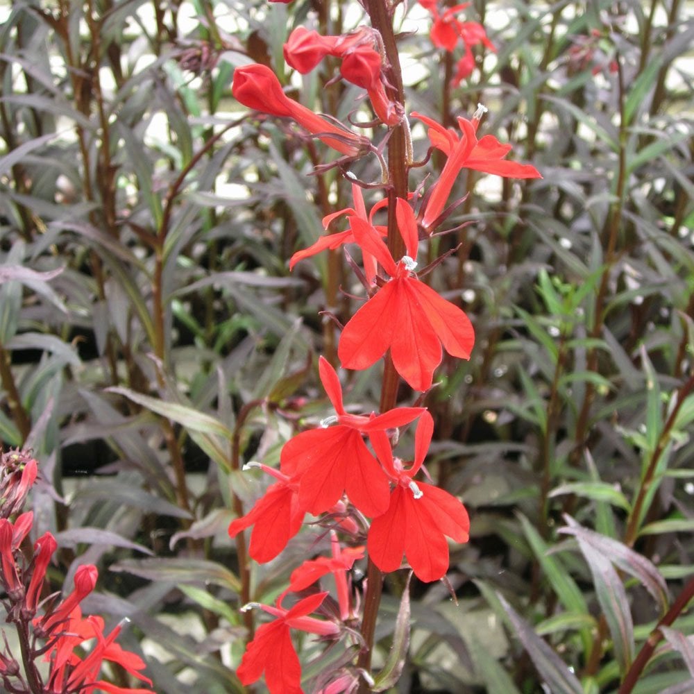 Lobelia Fulgens Queen Victoria