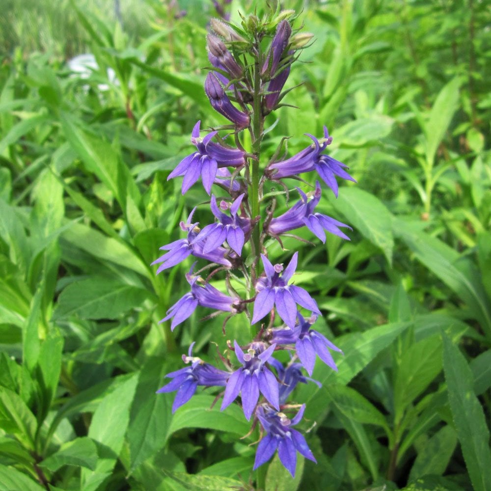 Lobelia Siphilitica - Great Blue Lobelia