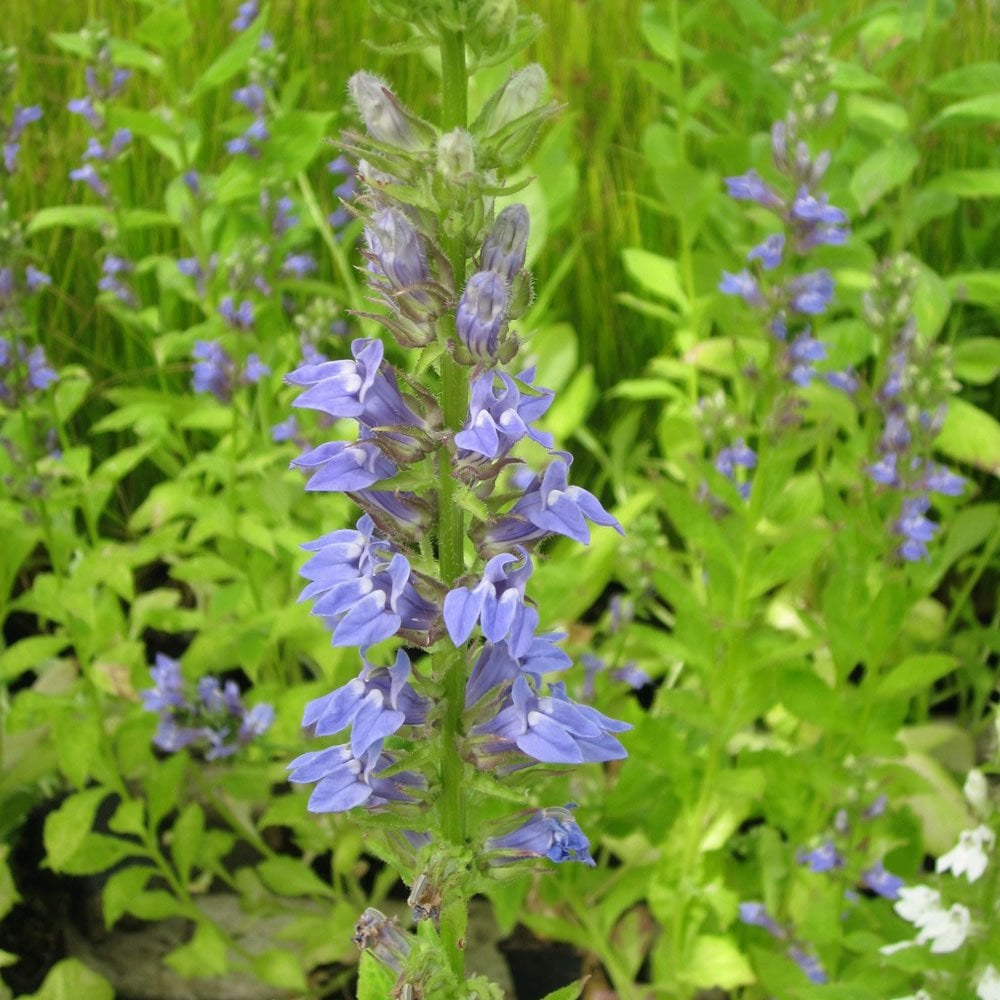 Lobelia Siphilitica - Great Blue Lobelia