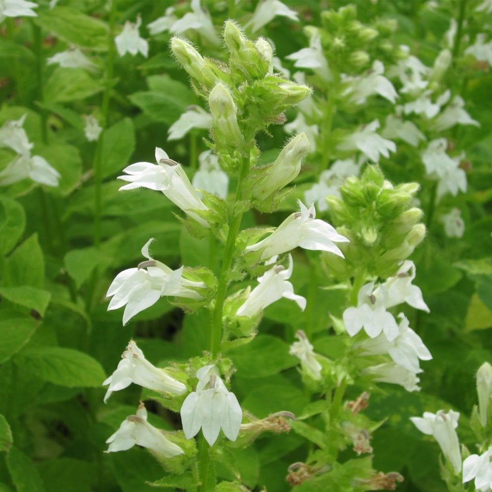 Lobelia Siphilitica Alba - White Cardinal Flower