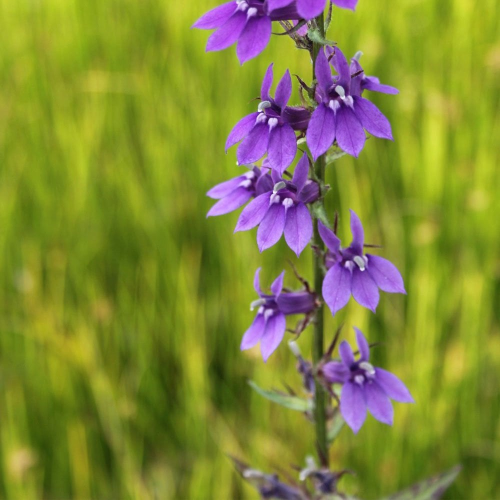 Lobelia Vedrariensis - Purple Lobelia