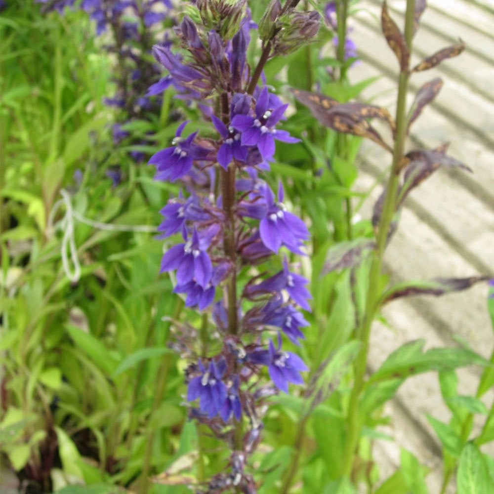 Lobelia Vedrariensis - Purple Lobelia