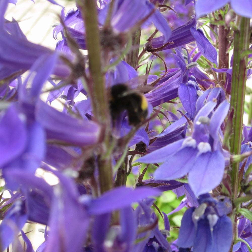 Lobelia Vedrariensis - Purple Lobelia