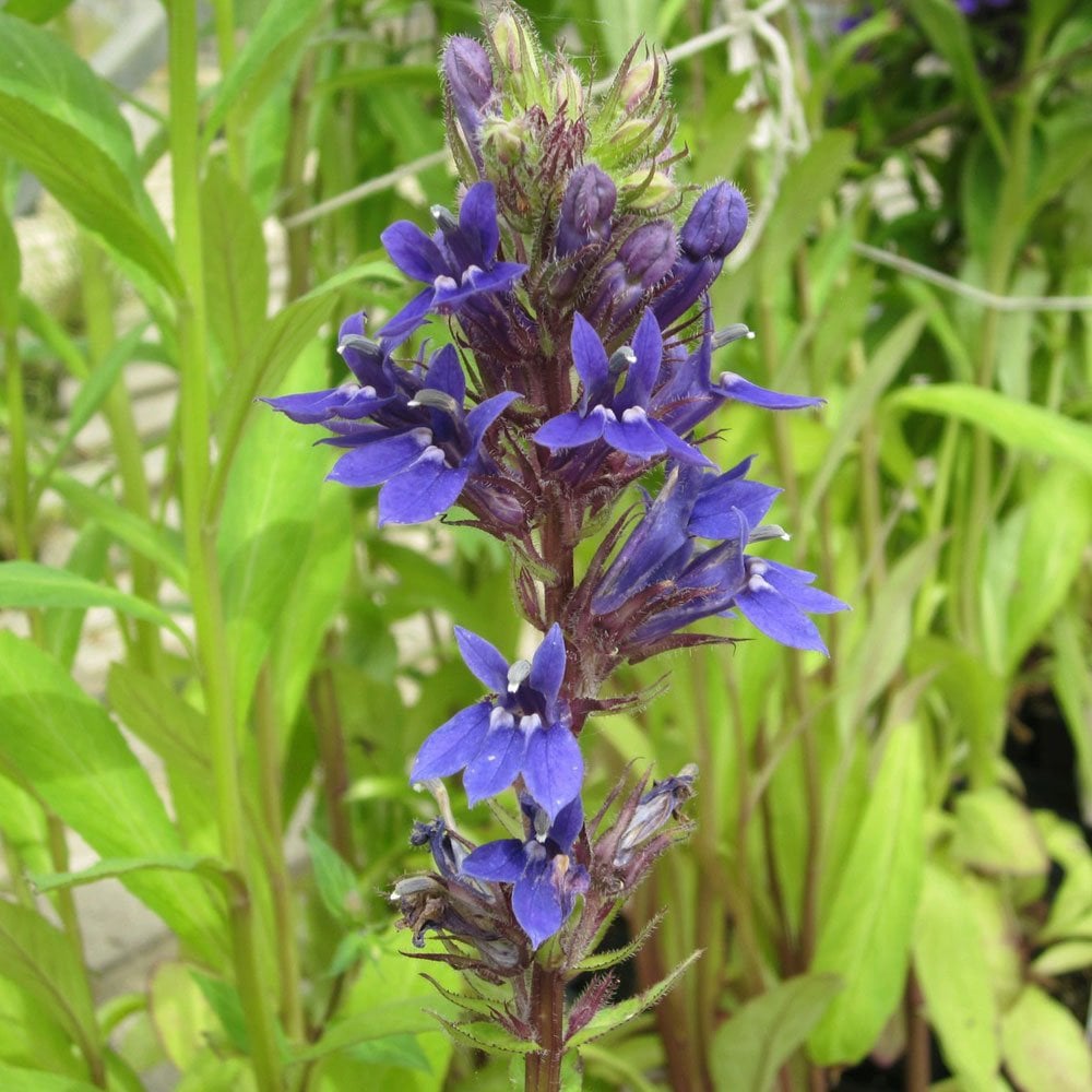 Lobelia Vedrariensis - Purple Lobelia