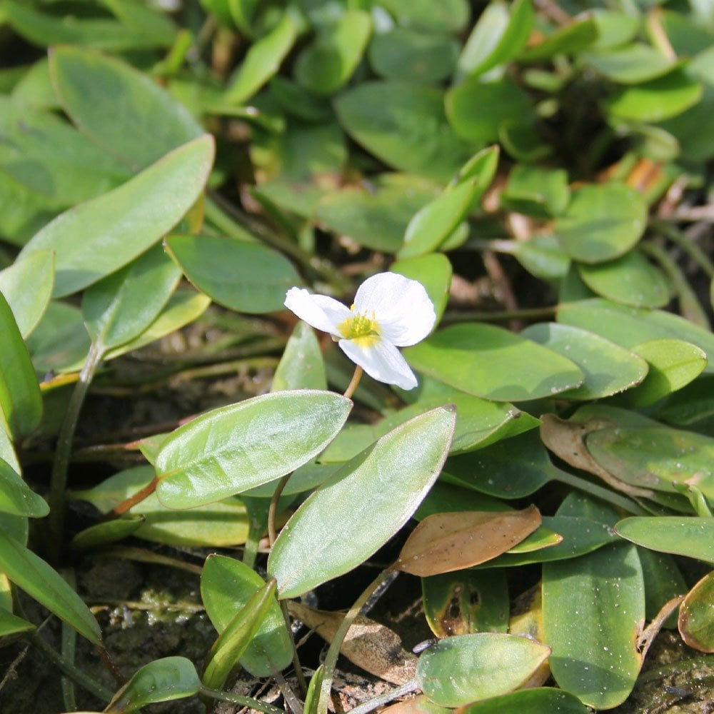 Luronium Natans - Floating Water Plantain