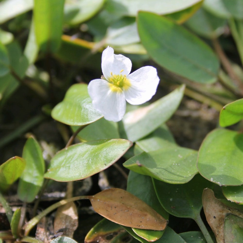 Luronium Natans - Floating Water Plantain