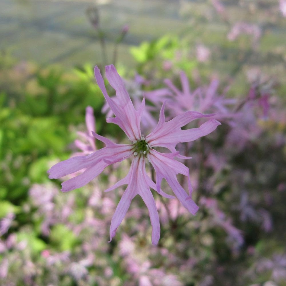 Lychnis Flos Cuculi - Ragged Robin