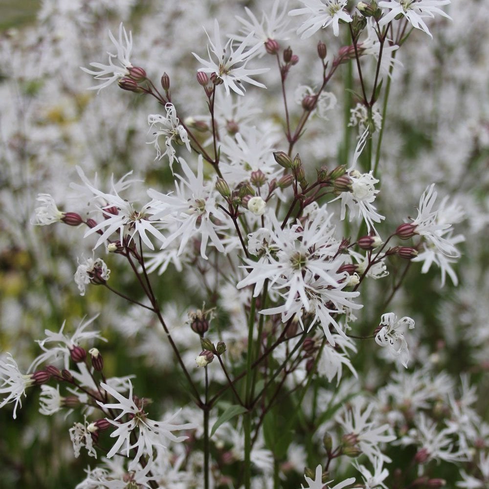Lychnis Flos Cuculi White Robin - White Ragged Robin