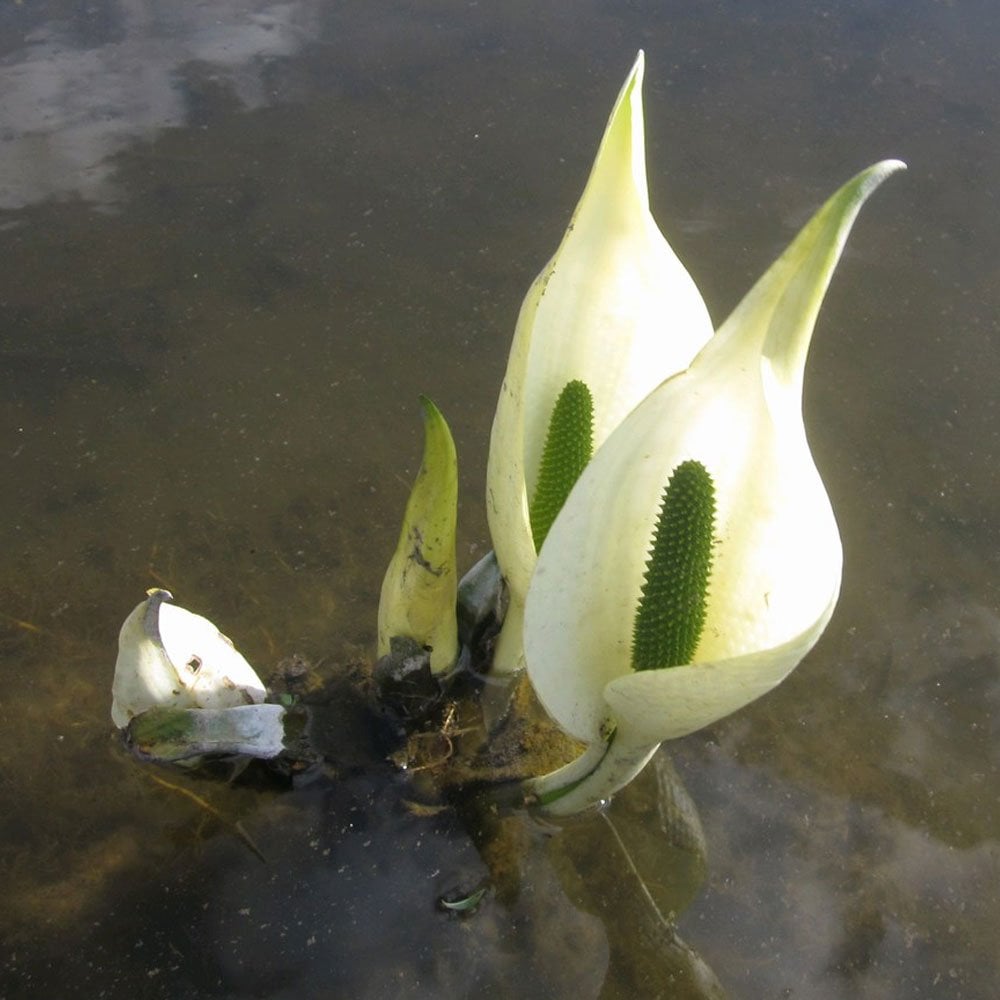 Lysichiton Camtschatcensis - White Skunk Cabbage