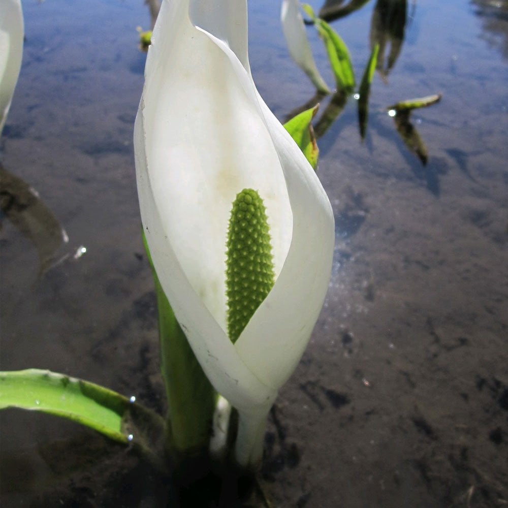 Lysichiton Camtschatcensis - White Skunk Cabbage