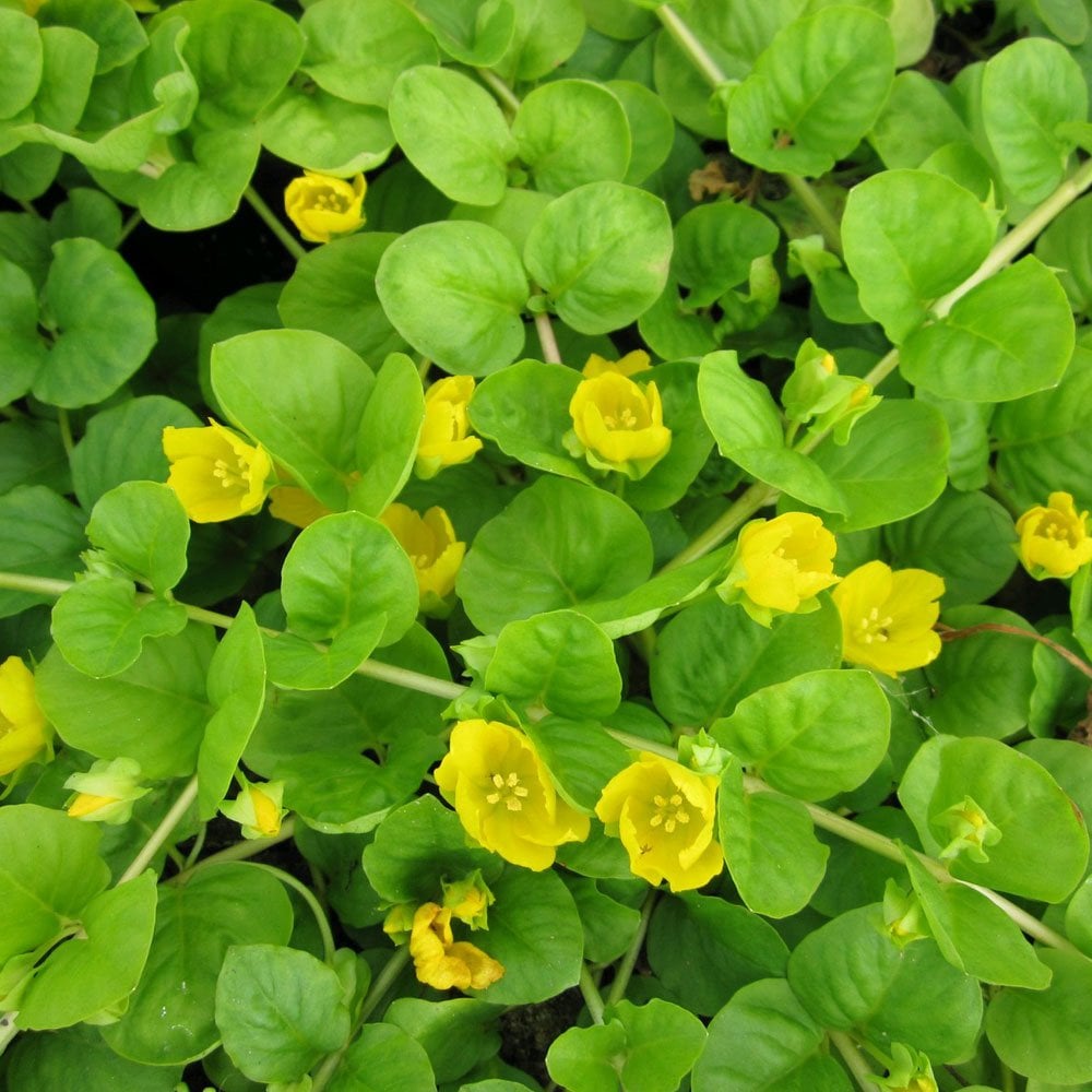 Lysimachia Nummularia - Creeping Jenny