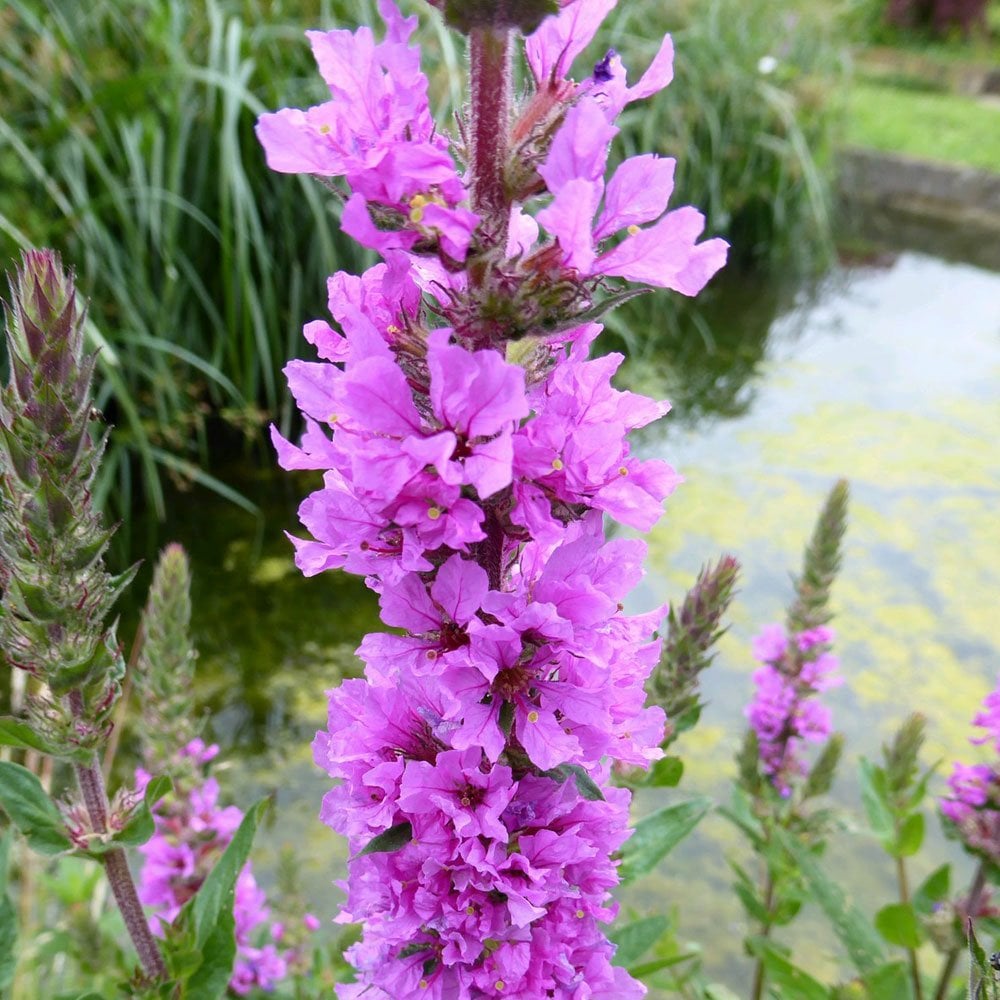 Lythrum Salicaria - Purple Loosestrife