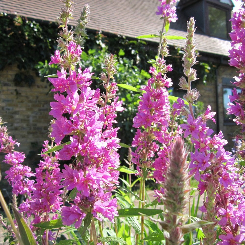 Lythrum Salicaria - Purple Loosestrife