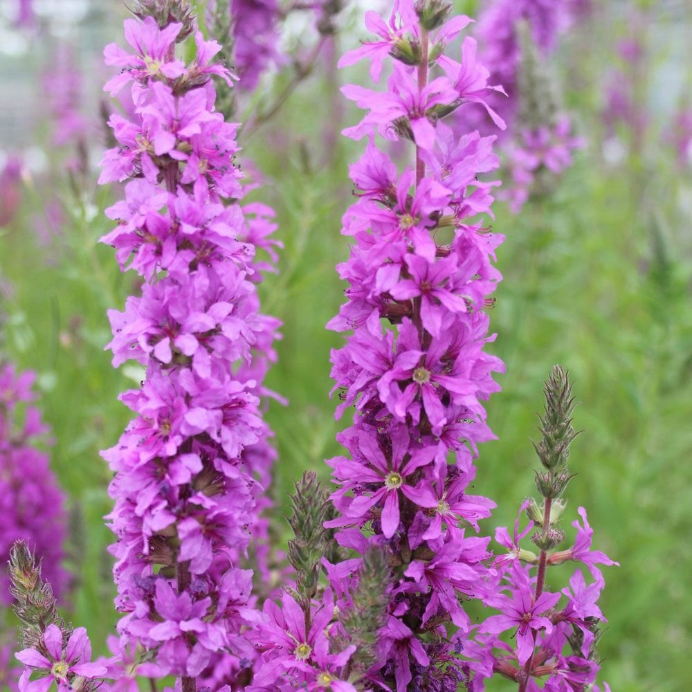 Lythrum Salicaria - Purple Loosestrife