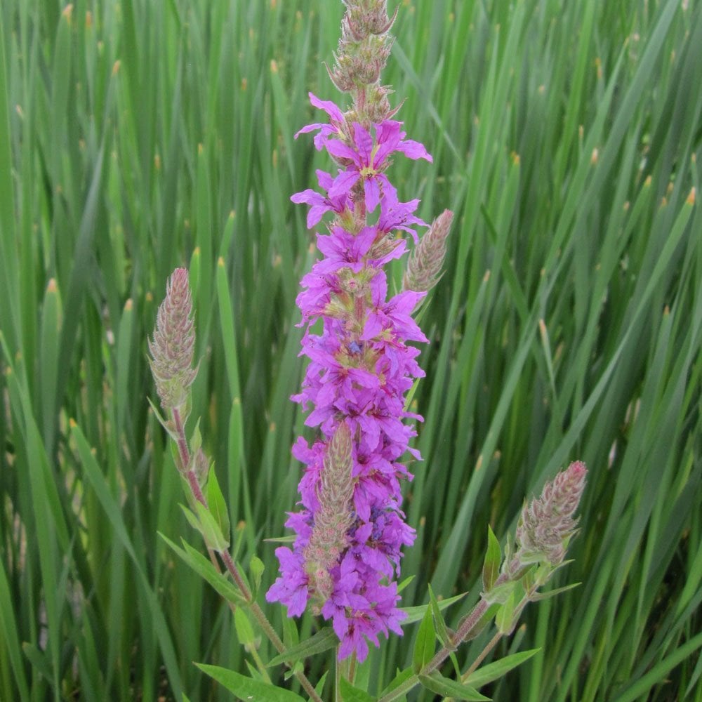 Lythrum Salicaria - Purple Loosestrife