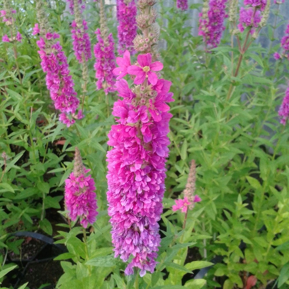 Lythrum Salicaria Robert - Loosestrife