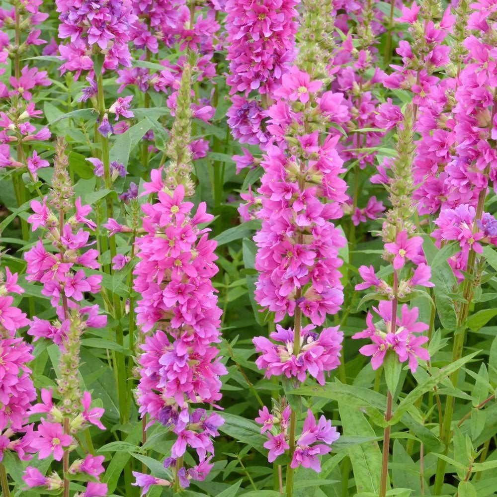 Lythrum Salicaria Robert - Loosestrife
