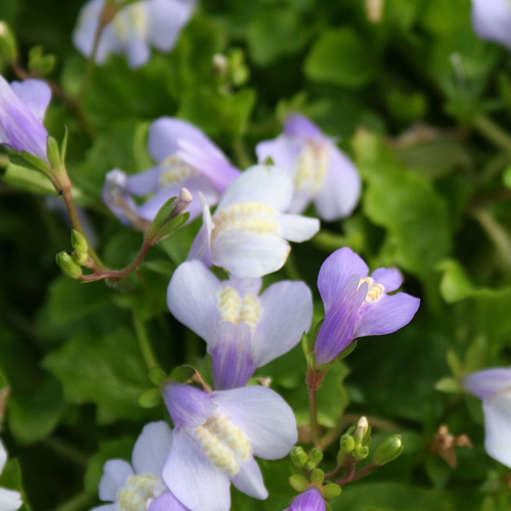 Mazus Reptans - Chinese Marshflower