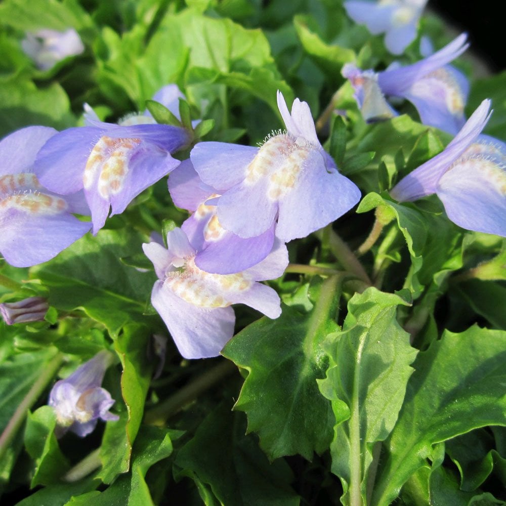 Mazus Reptans - Chinese Marshflower