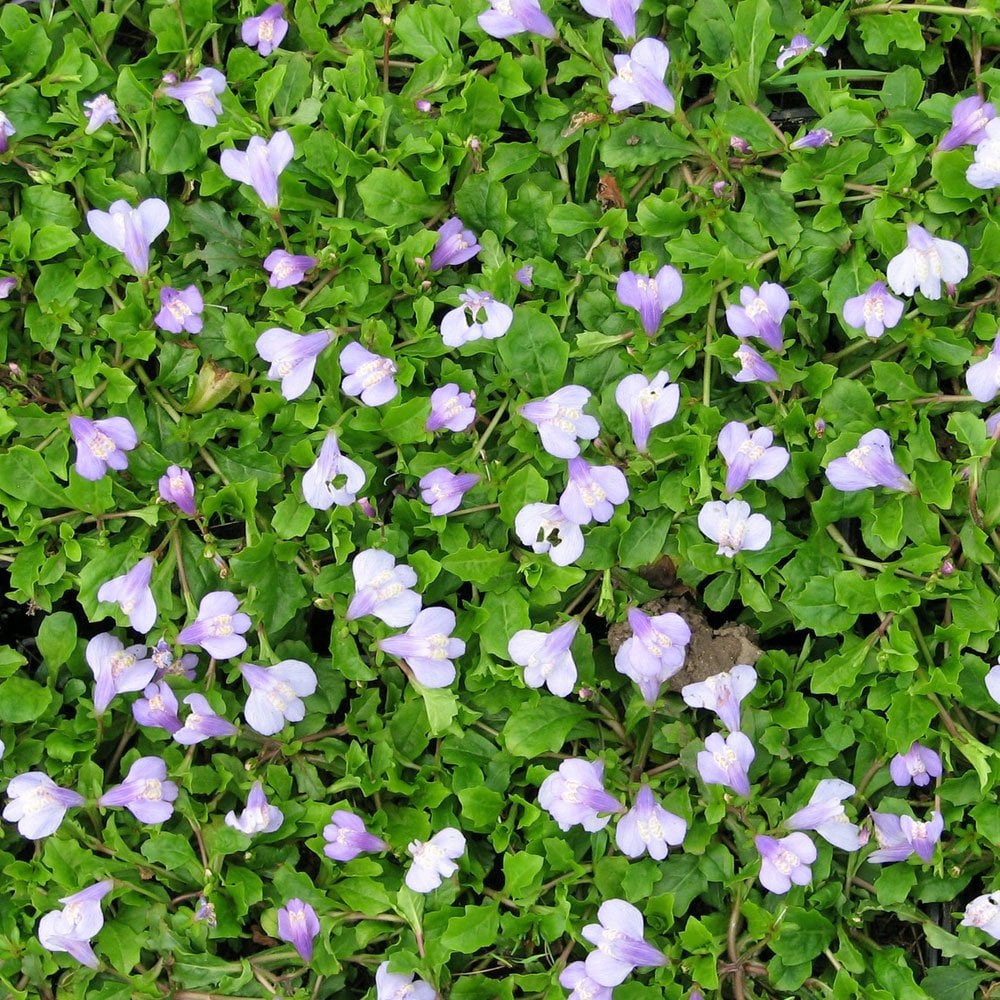 Mazus Reptans - Chinese Marshflower