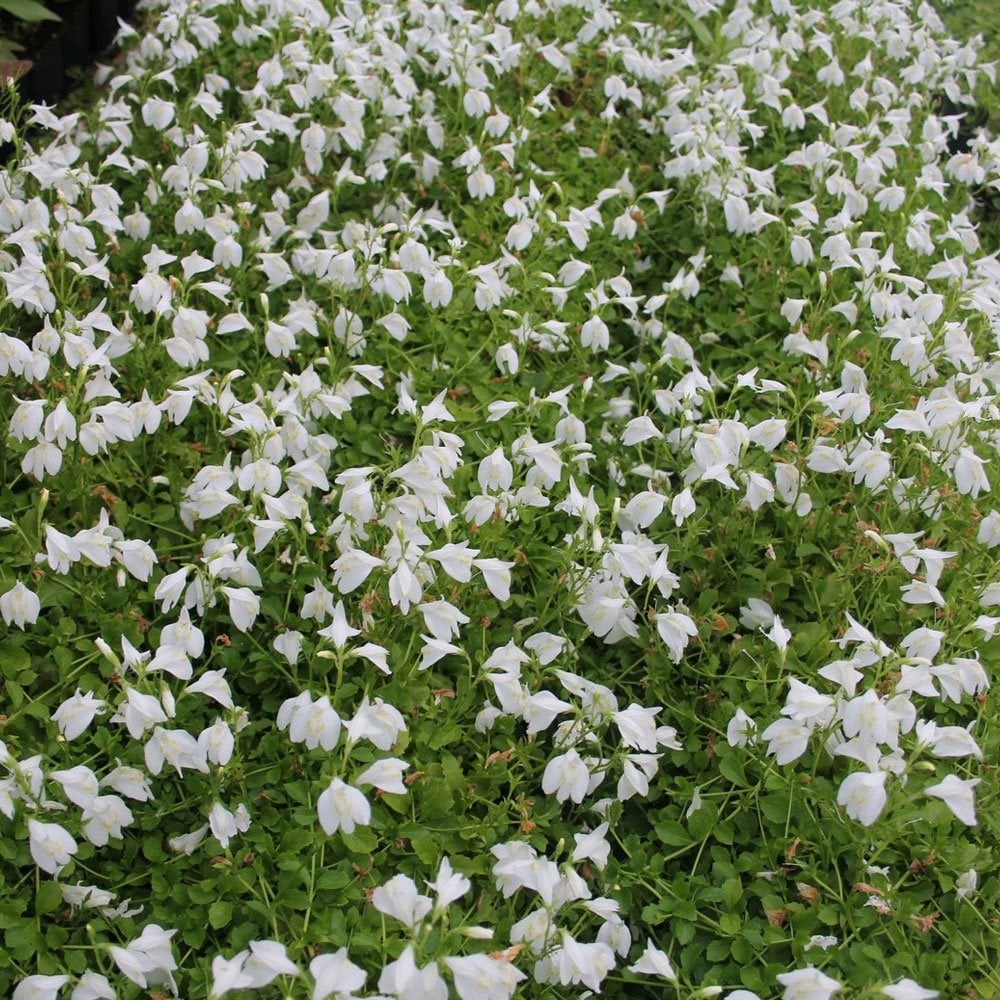 Mazus Reptans Alba - White Chinese Marshflower