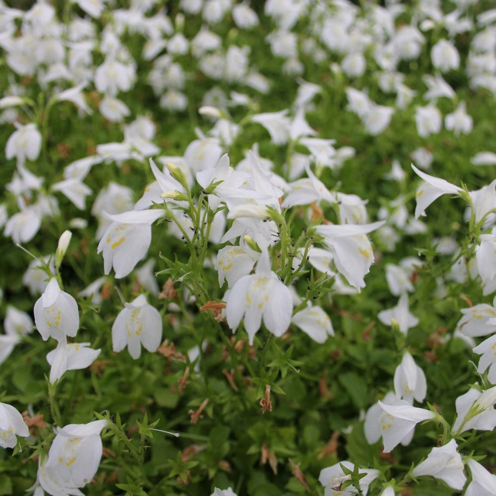 Mazus Reptans Alba - White Chinese Marshflower