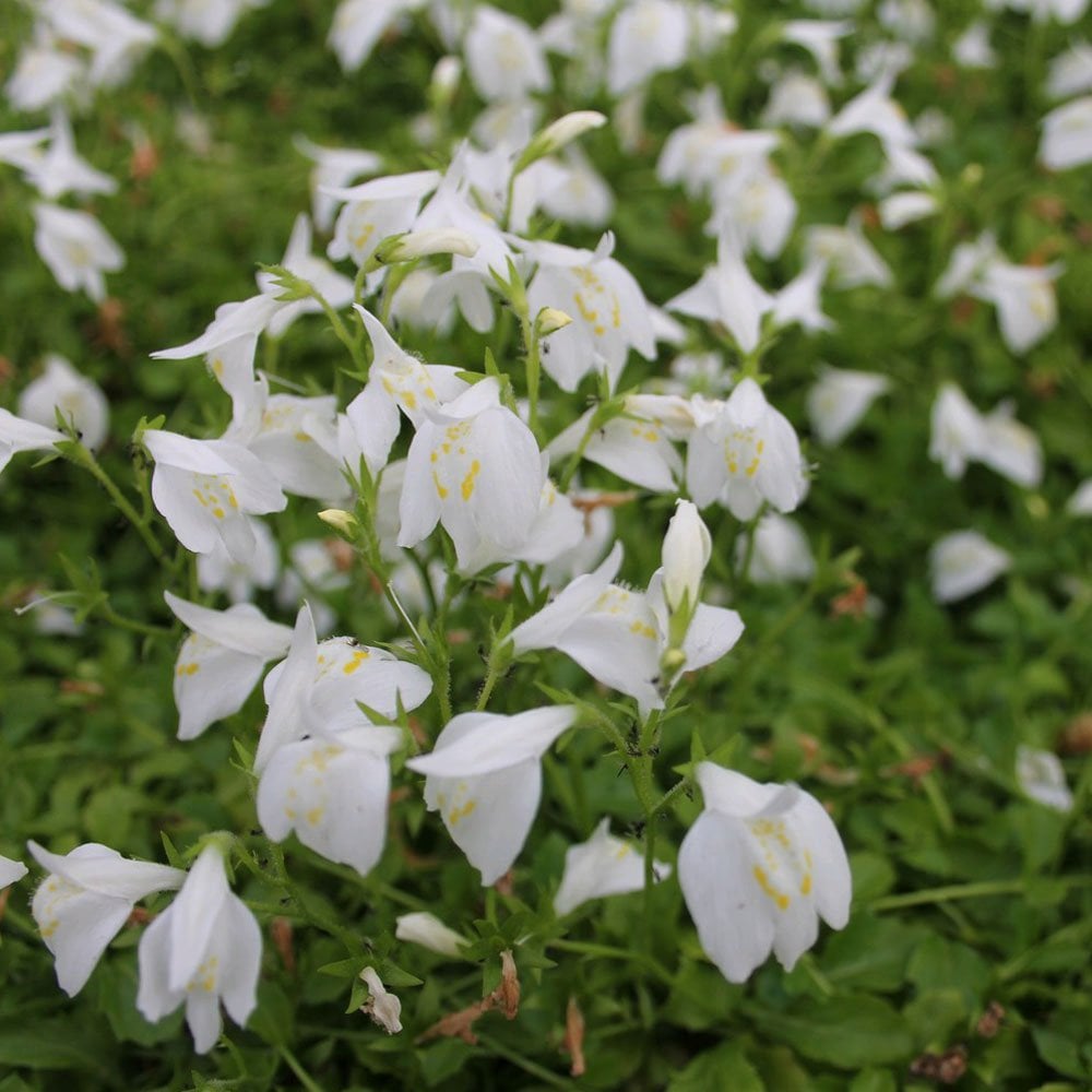 Mazus Reptans Alba - White Chinese Marshflower