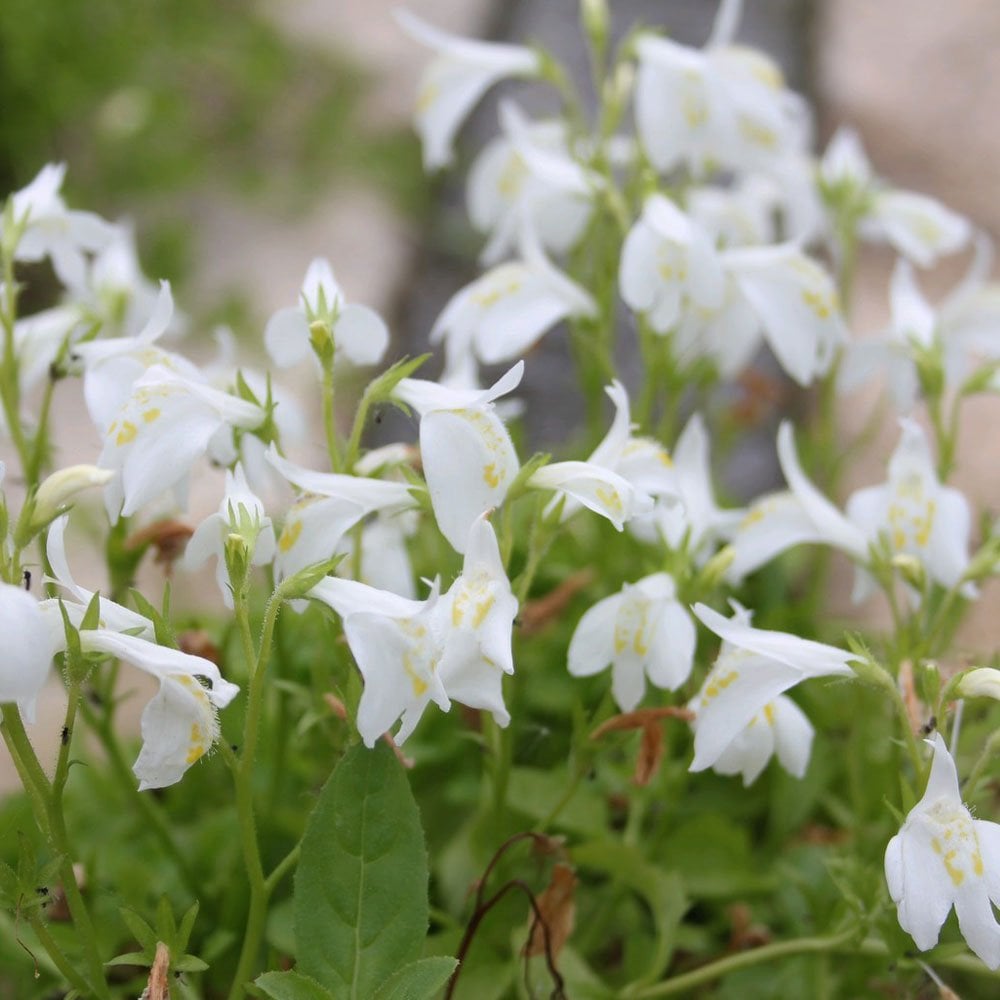Mazus Reptans Alba - White Chinese Marshflower
