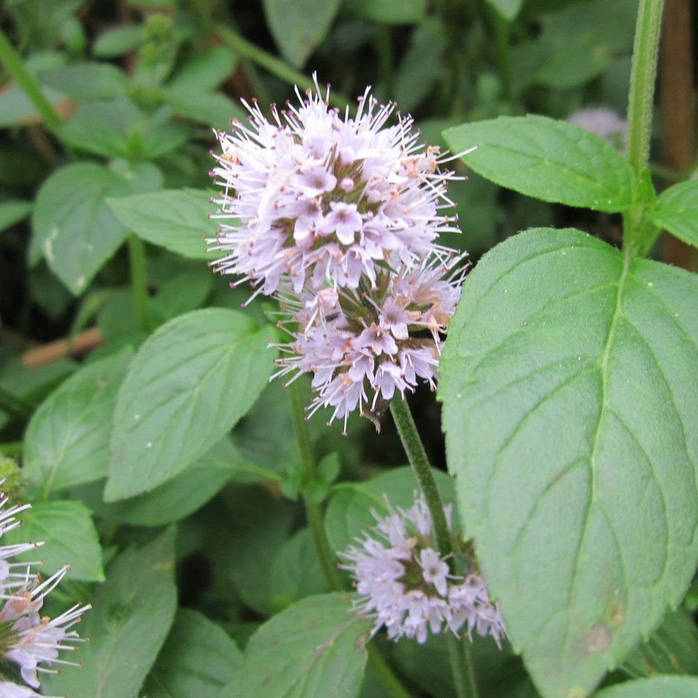 Mentha Aquatica - Water Mint