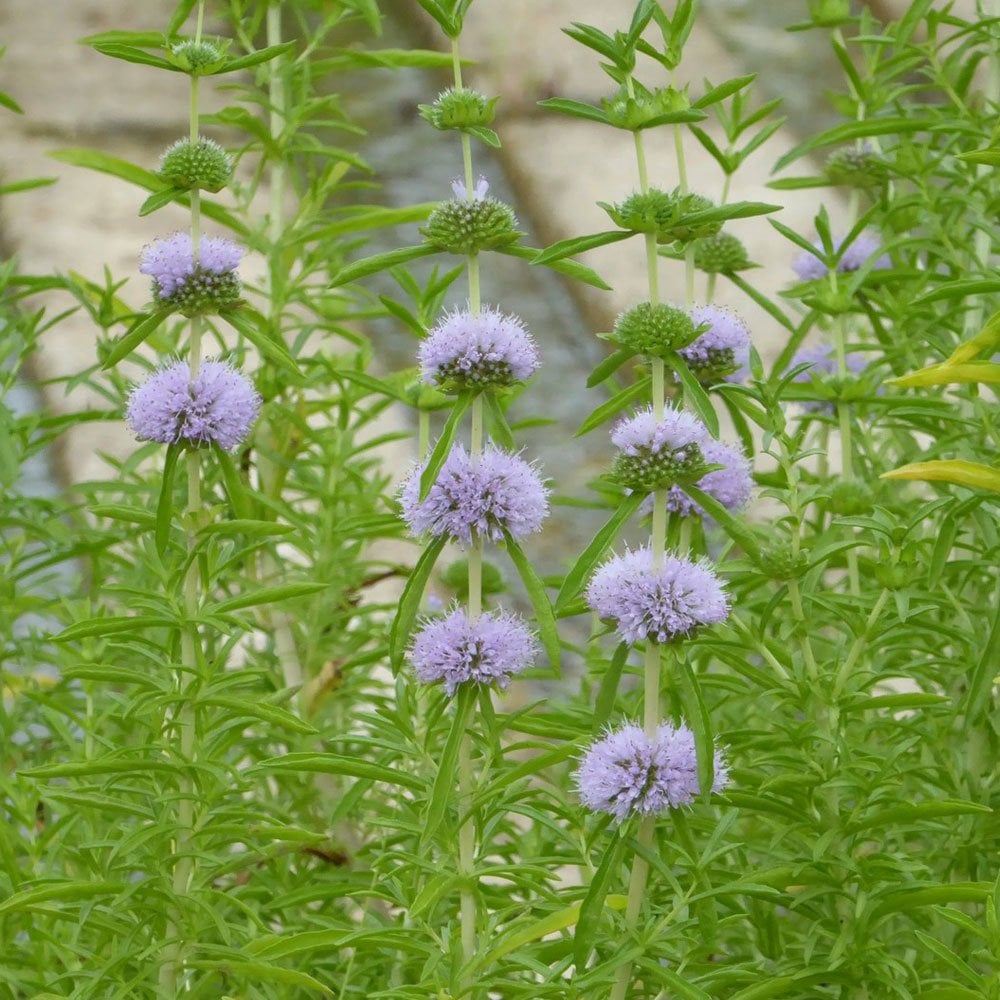 Mentha Cervina - Water Spearmint