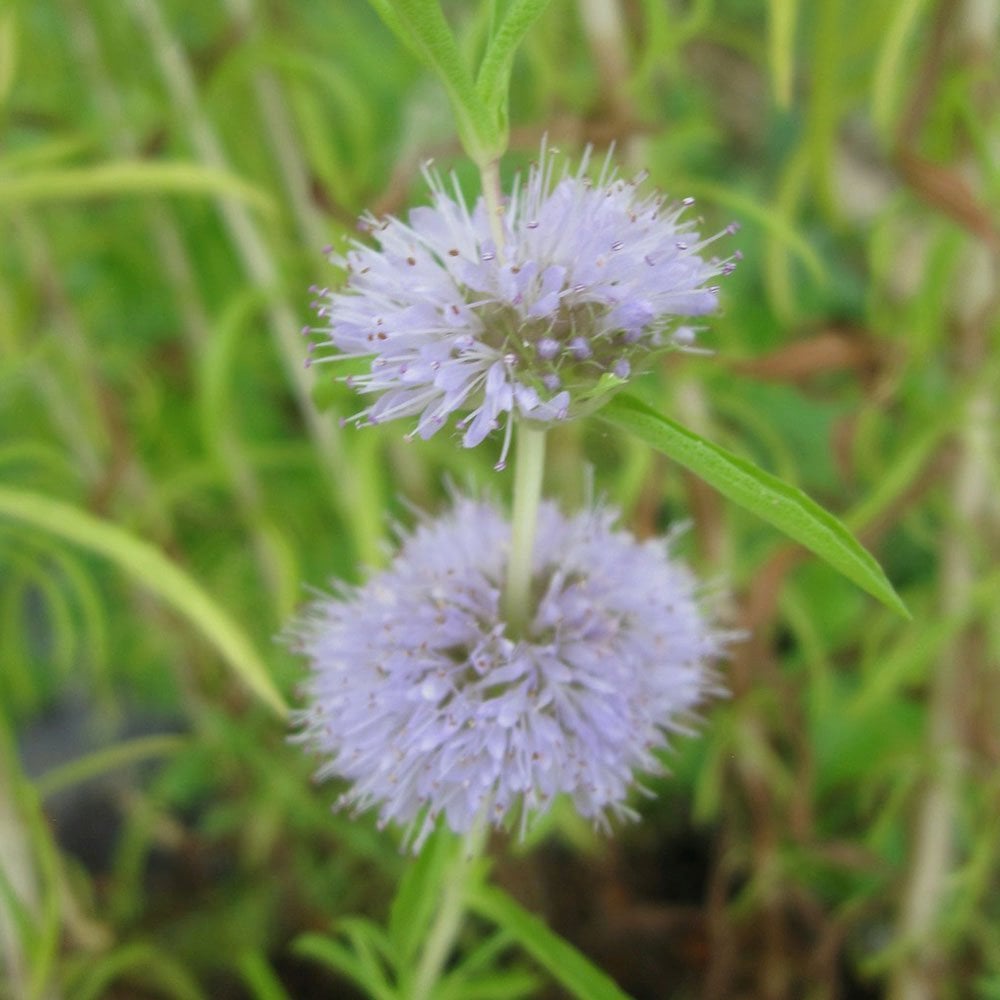 Mentha Cervina - Water Spearmint
