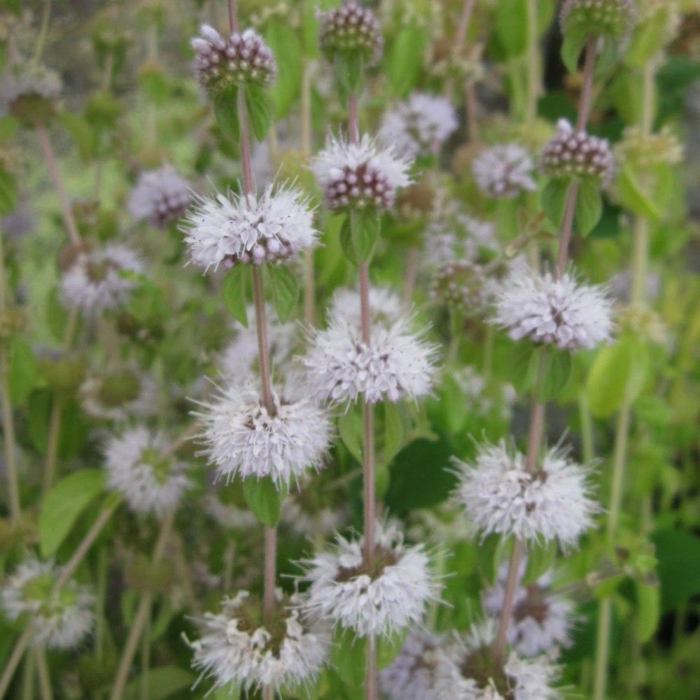 Mentha Pulegium - Pennyroyal
