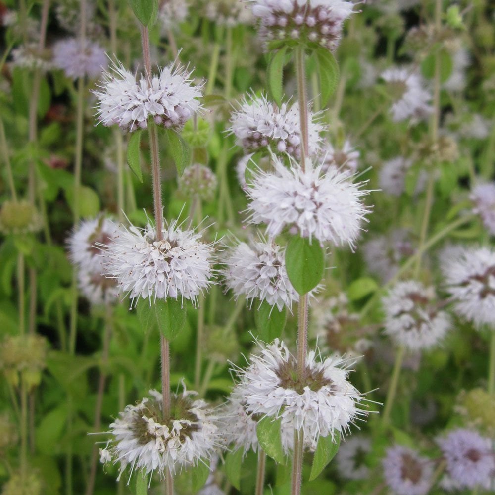 Mentha Pulegium - Pennyroyal