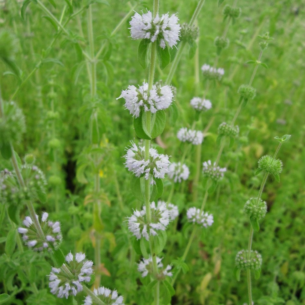 Mentha Pulegium - Pennyroyal