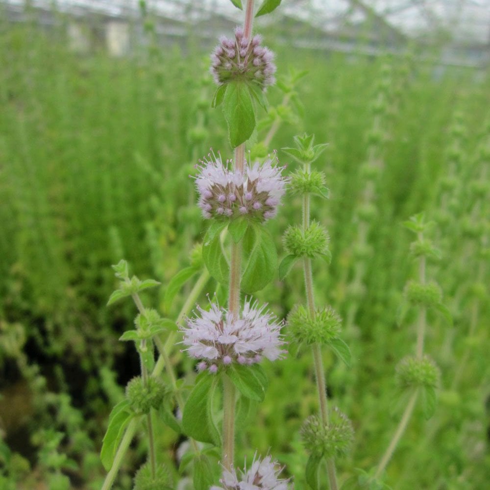 Mentha Pulegium - Pennyroyal